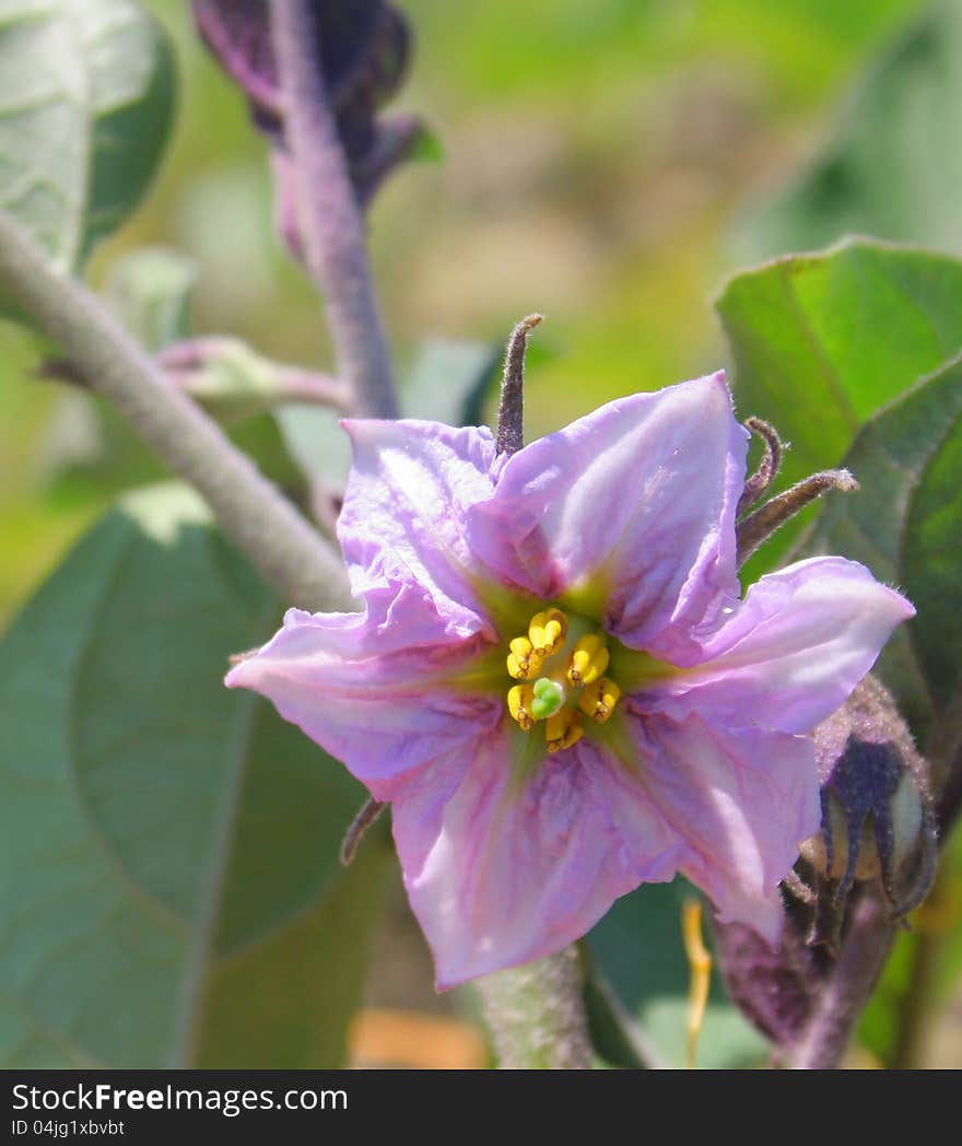 Egg-plant flower blooming in the vegetable garden