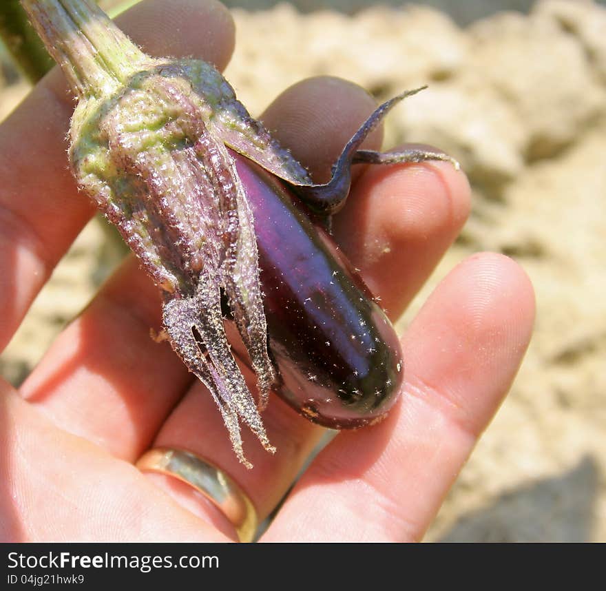 A small egg-plant in a hand. A small egg-plant in a hand