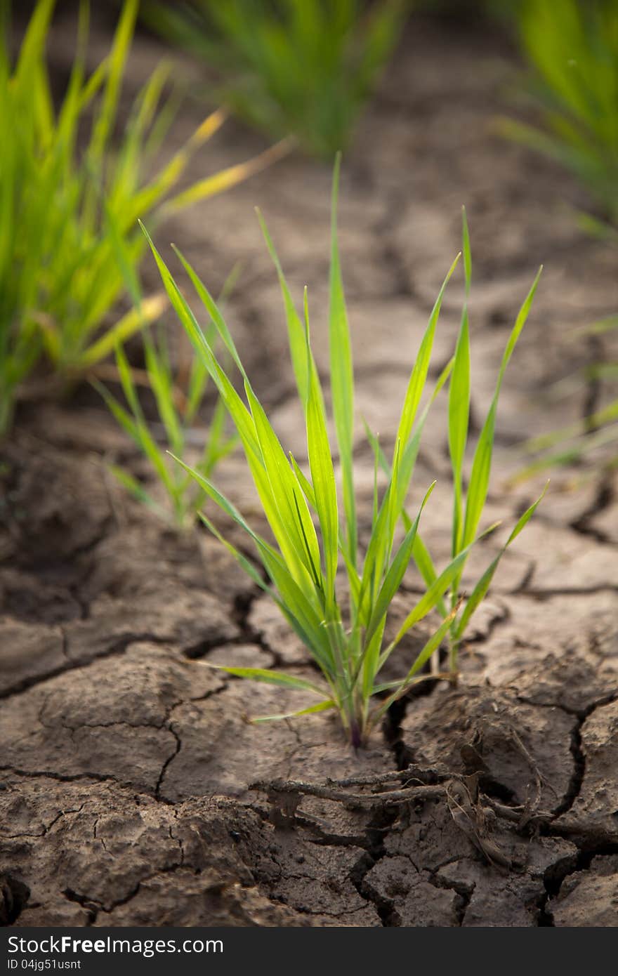 Green grass and dried and cracked soil in sunlight. Green grass and dried and cracked soil in sunlight