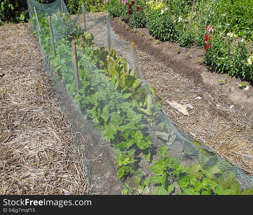 Salad garden with protective netting. Salad garden with protective netting