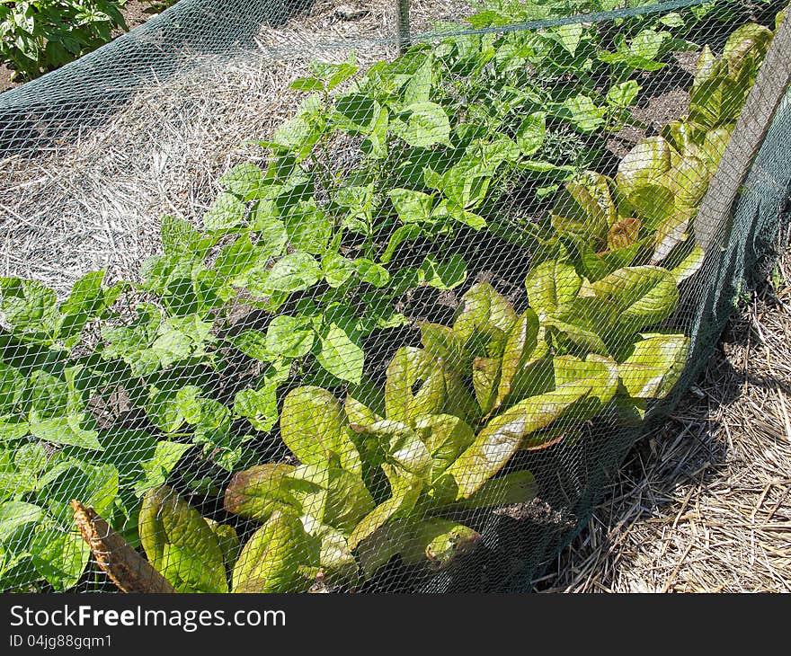 Vegetable Garden