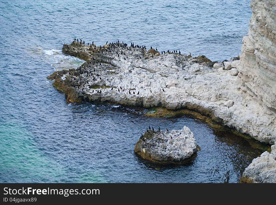 Bird flock on the cliff