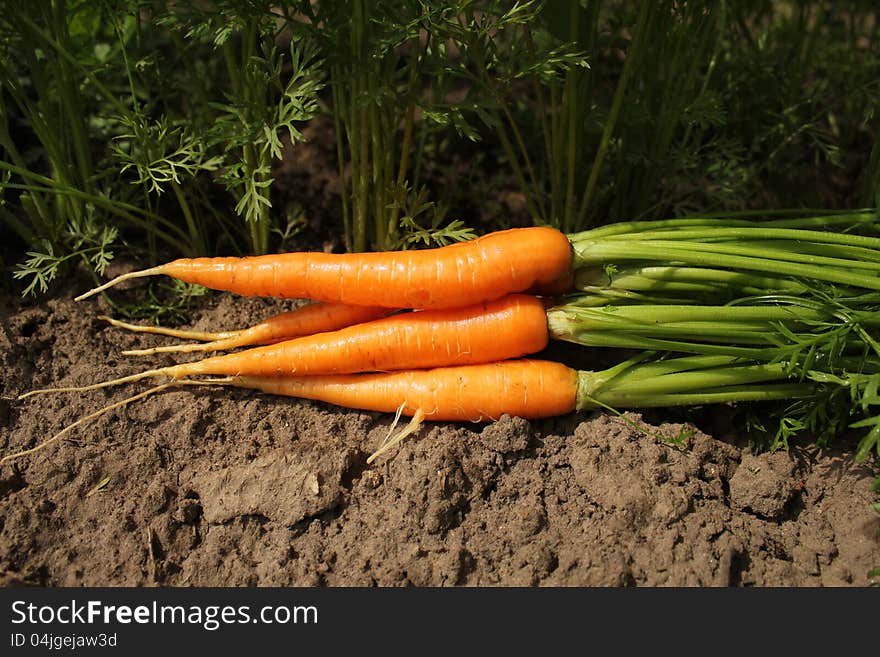 Bunch of fresh carrots on the soil