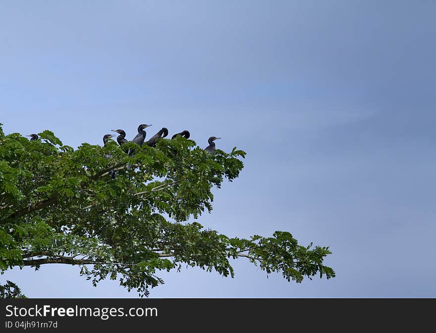 Neotropic cormorant (Phalacrocorax brasilianus, or Phalacrocorax olivaceus) on the top of tree.