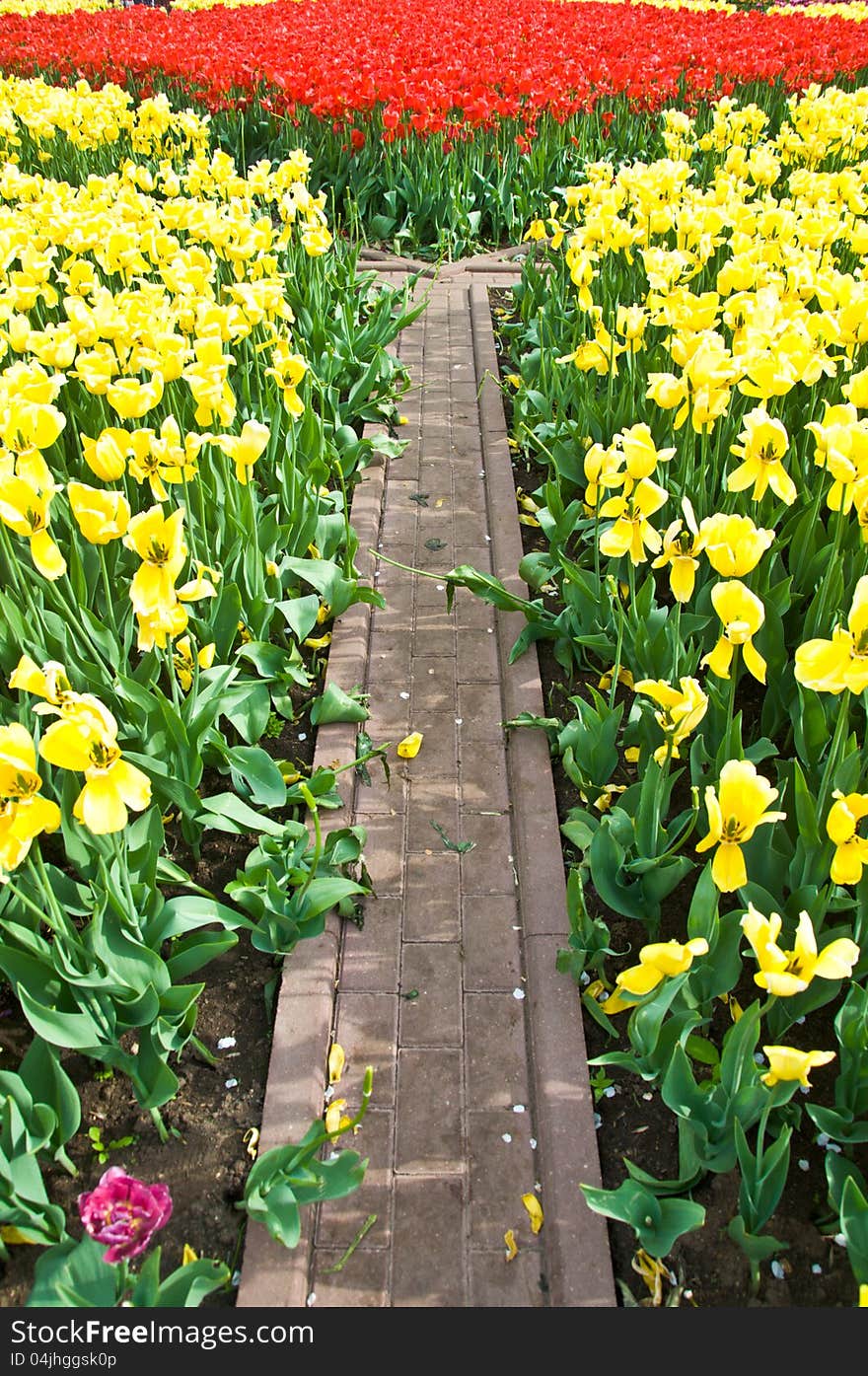 Field full of tulips in bloom. Field full of tulips in bloom