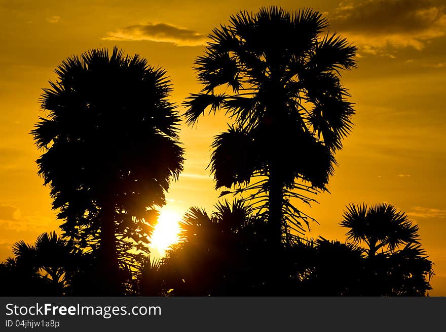 Silhouette of tree after sunset. Silhouette of tree after sunset