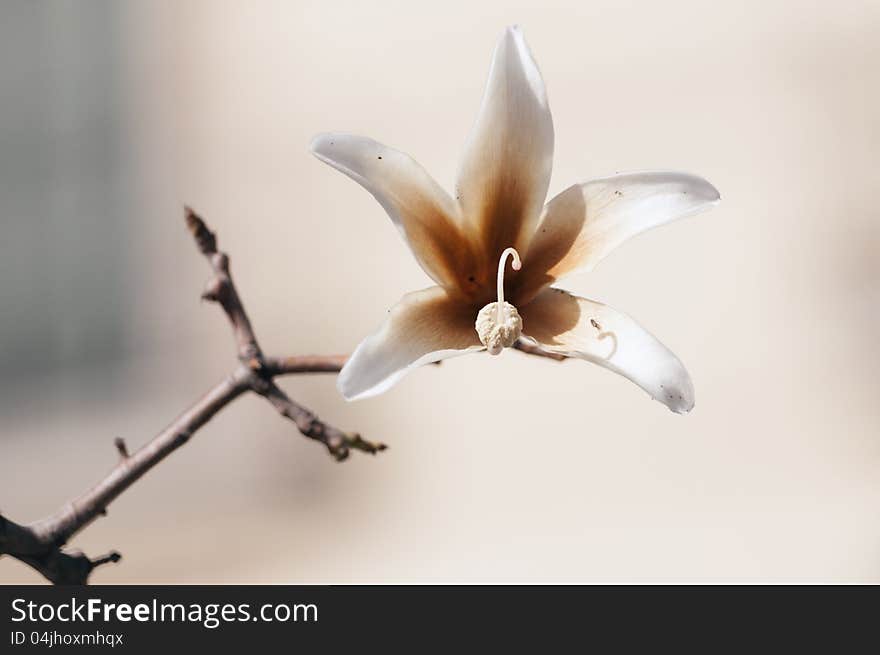 Bottle tree flower