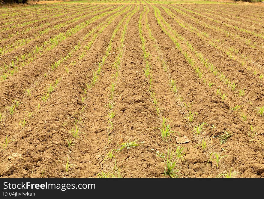 Row of young corn on plow land