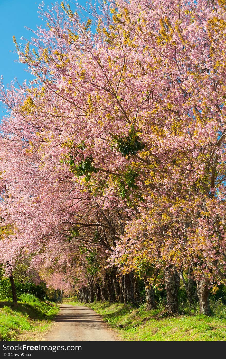 The road and line of pink blooming flower trees