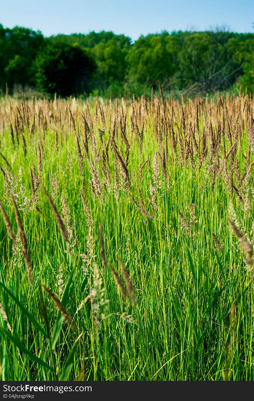 A huge green field of grass.