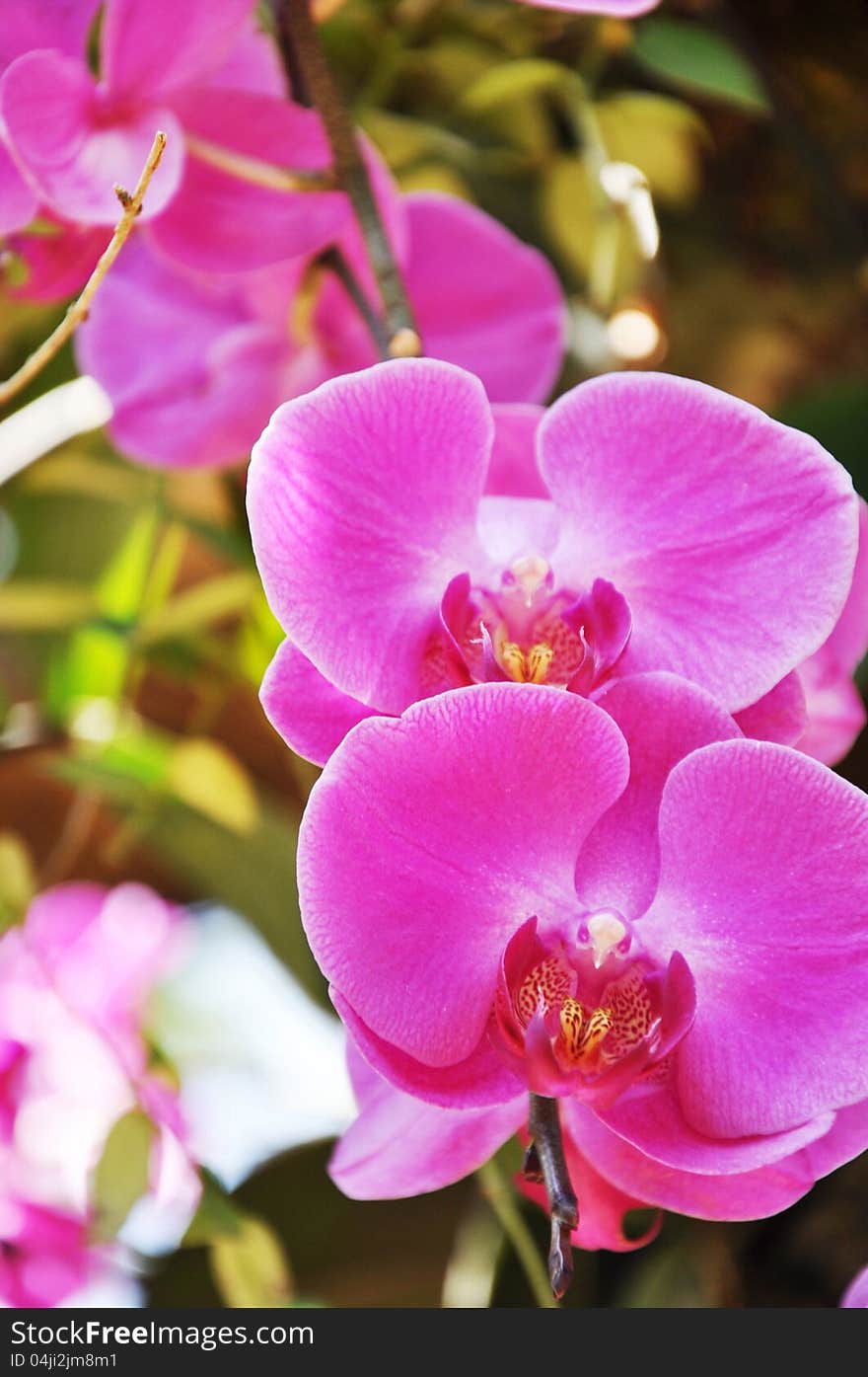 Beautiful pink orchid flowers