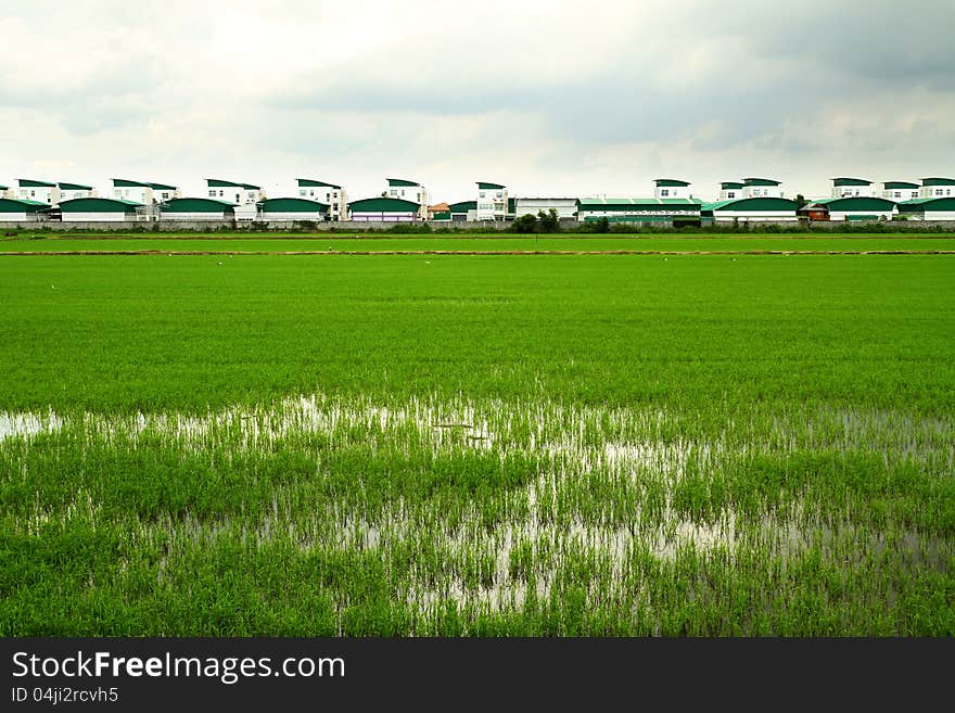 Rice field and modern factory