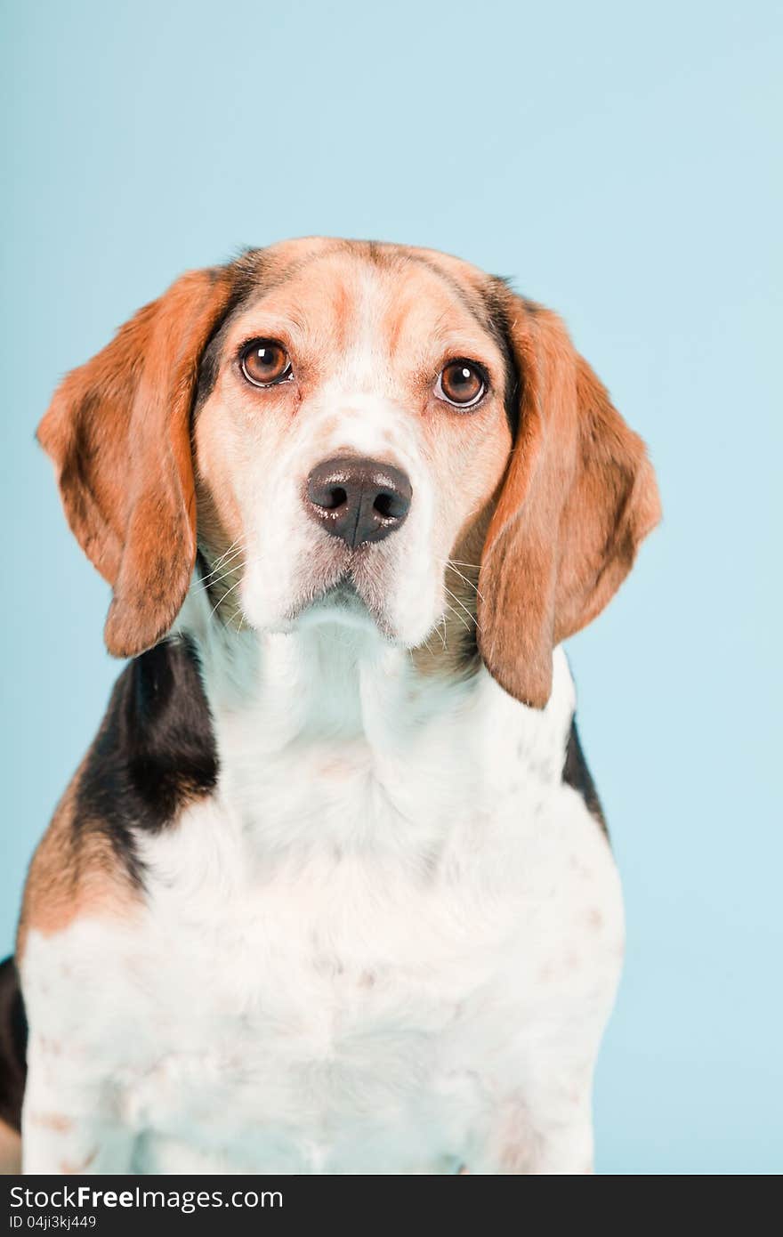 Studio portrait of beagle isolated on light blue background. Studio portrait of beagle isolated on light blue background