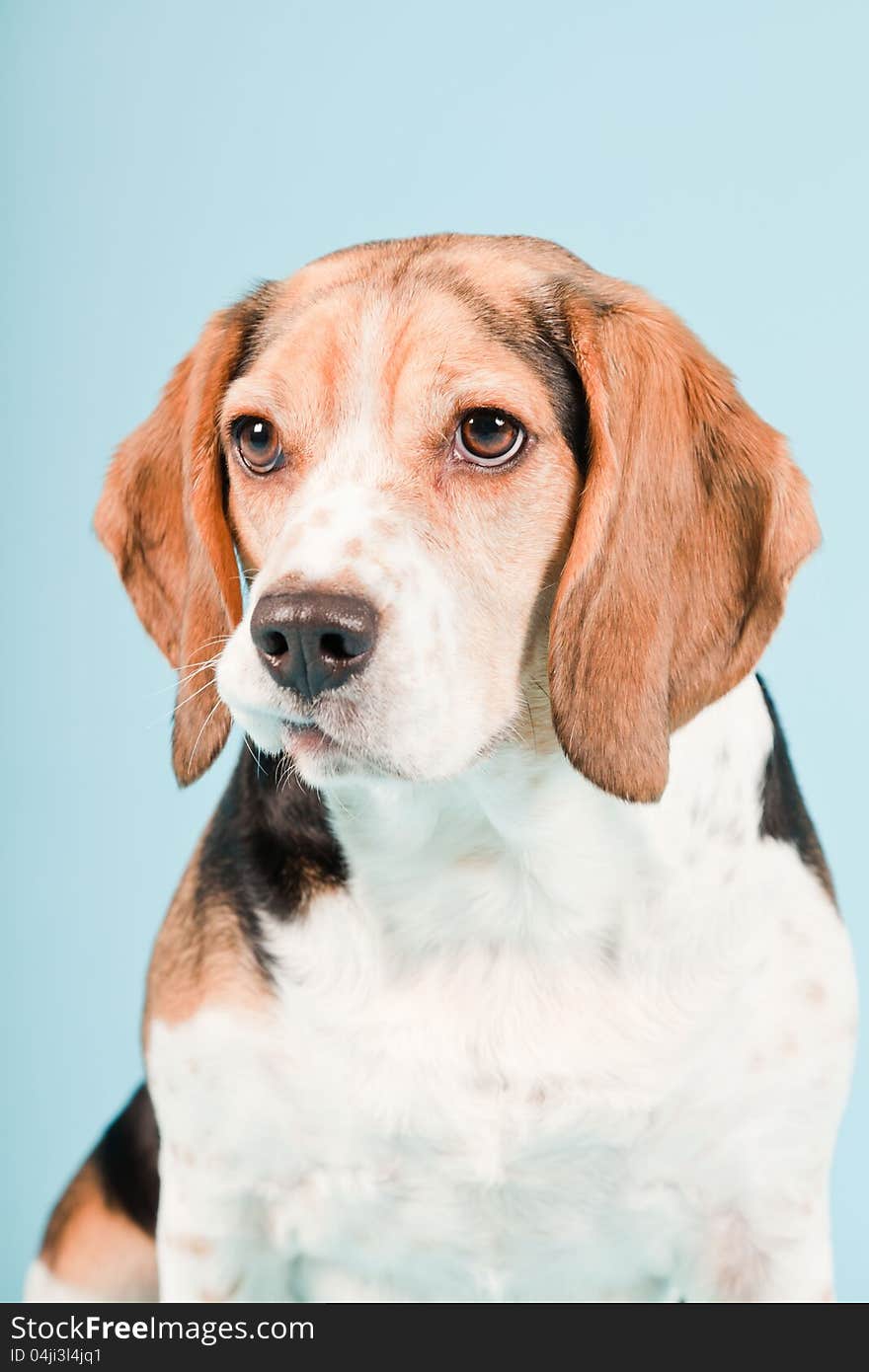 Studio portrait of beagle isolated on light blue background. Studio portrait of beagle isolated on light blue background