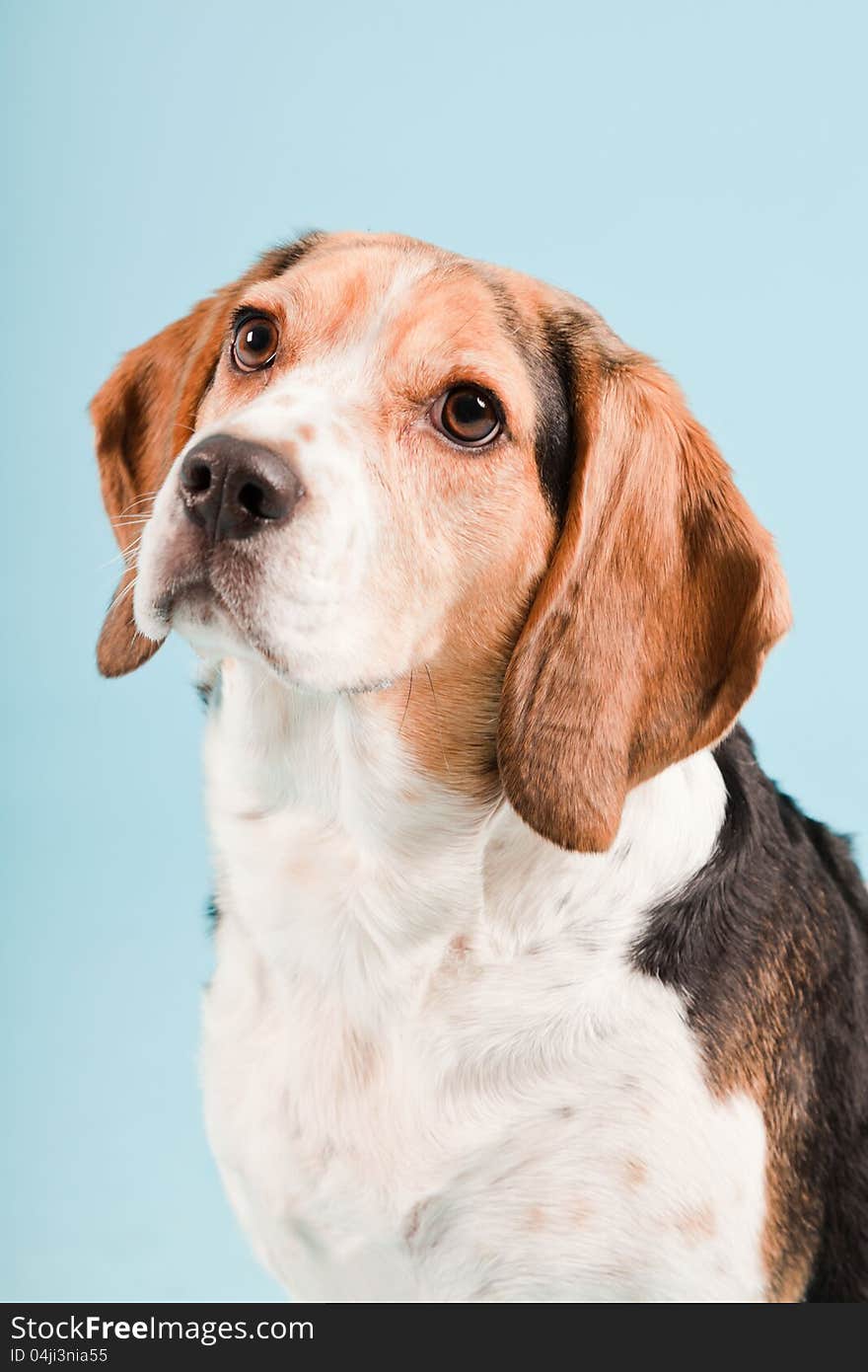 Studio portrait of beagle isolated on light blue background. Studio portrait of beagle isolated on light blue background