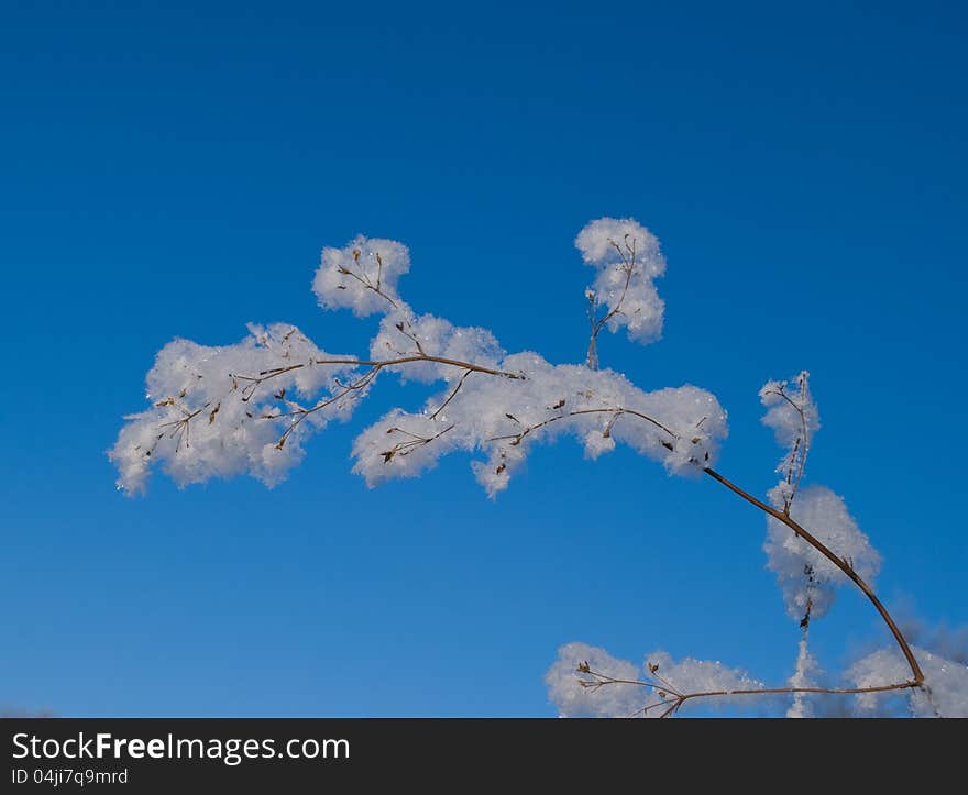 The branch in  the frost