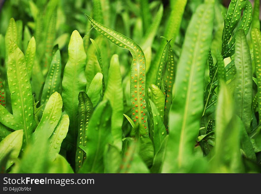 Dotted fern plant