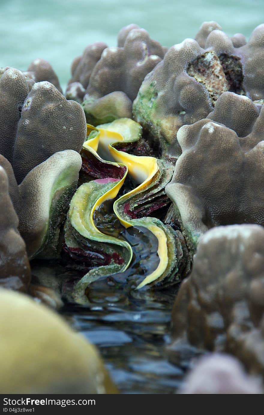 Yellow blue sea clam encrusted between coral in the ocean