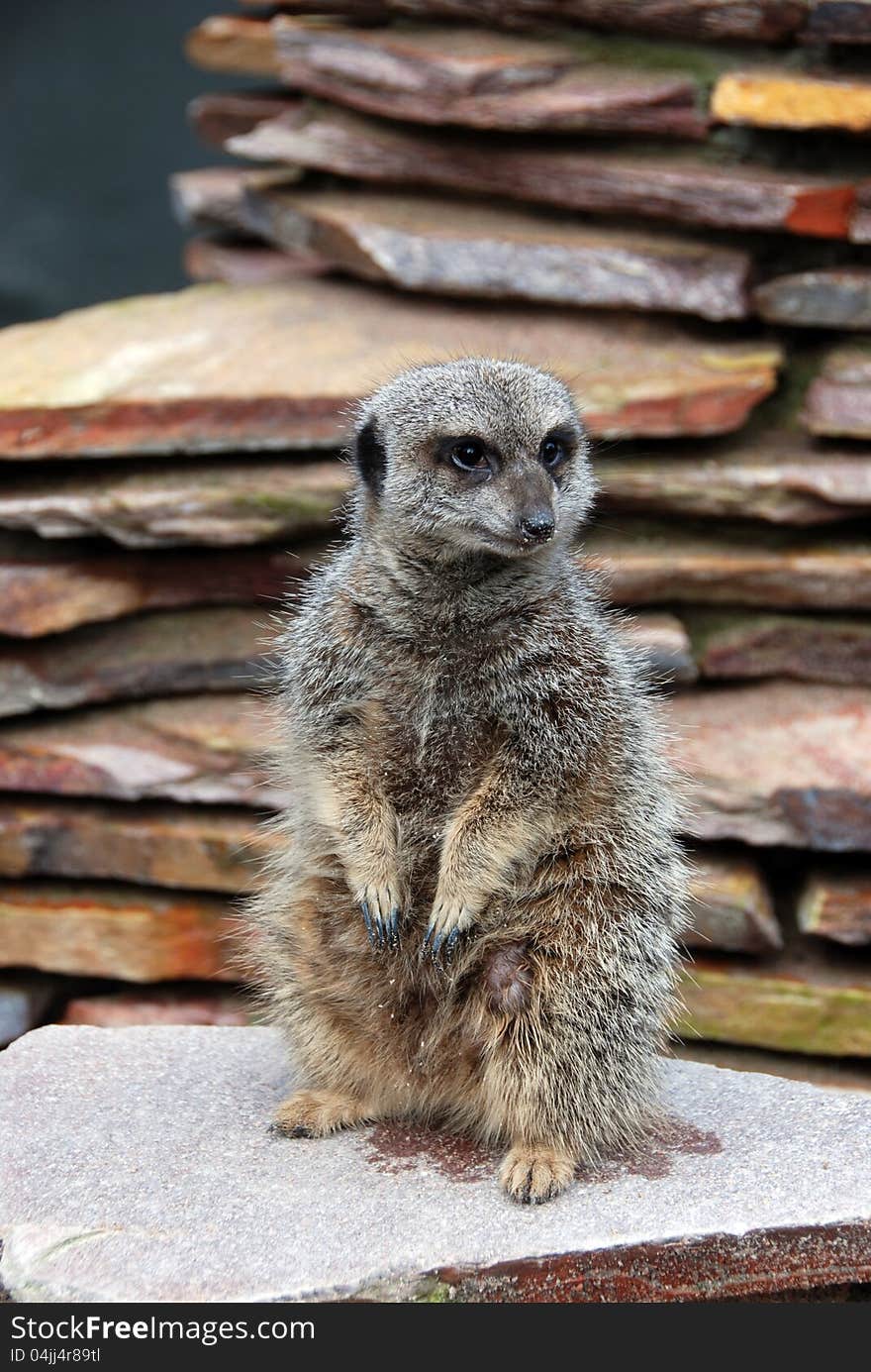 A meerkat stands in typical meerkat-pose. A meerkat stands in typical meerkat-pose