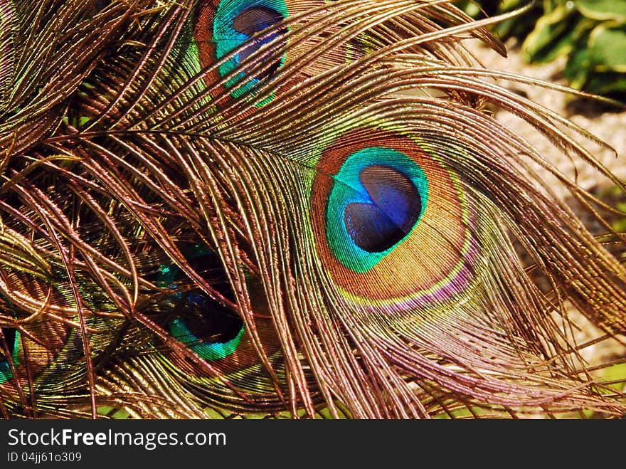 Peacock in the wind