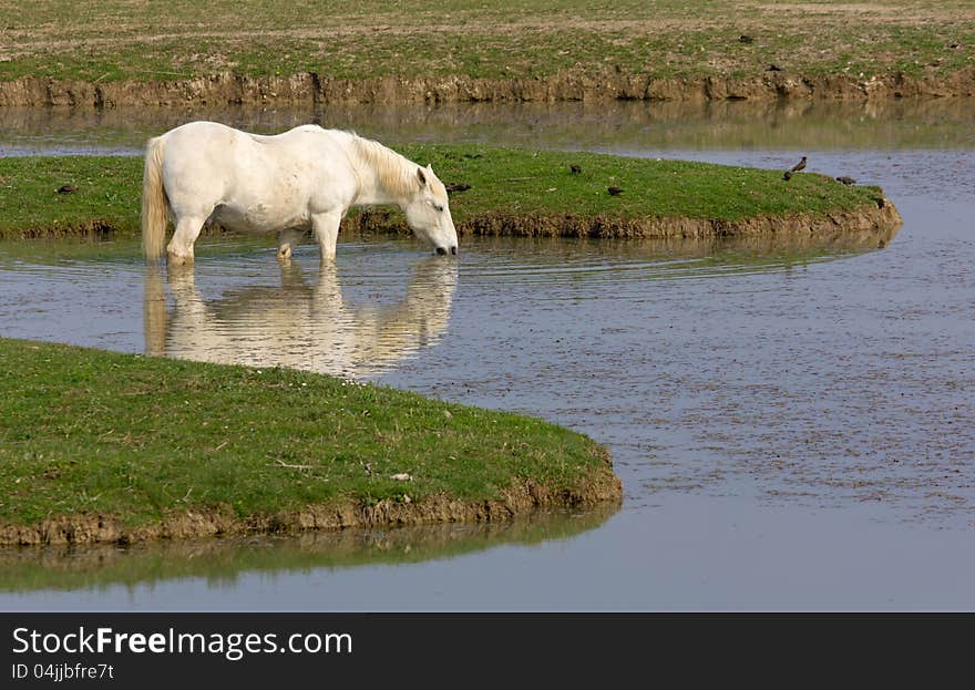 A white horse in its natural environment. A white horse in its natural environment