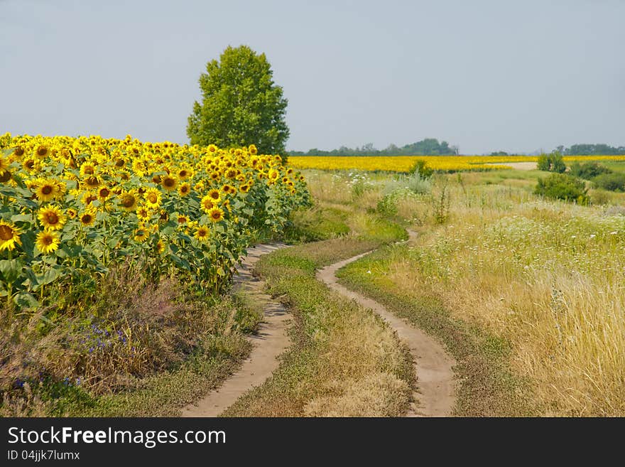 Field of sunflowers and nearby wild field. Road leaving deep into. Field of sunflowers and nearby wild field. Road leaving deep into