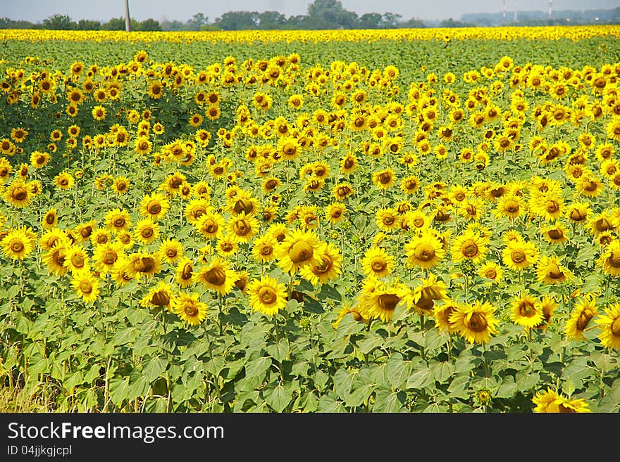 Field of sunflowers bright and beautiful. Field of sunflowers bright and beautiful