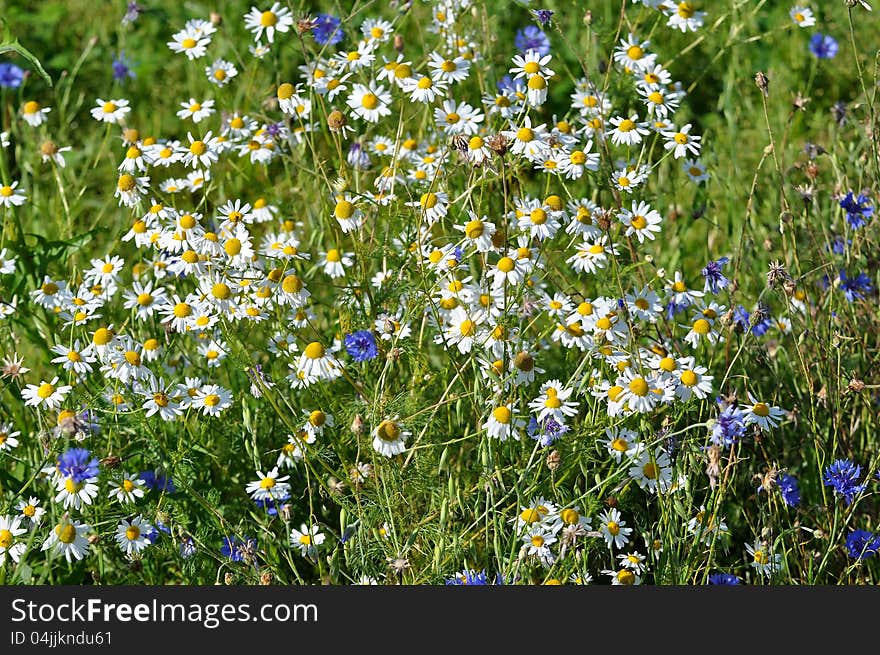 Meadow flowers, meadow near Hoslovice, july 2012