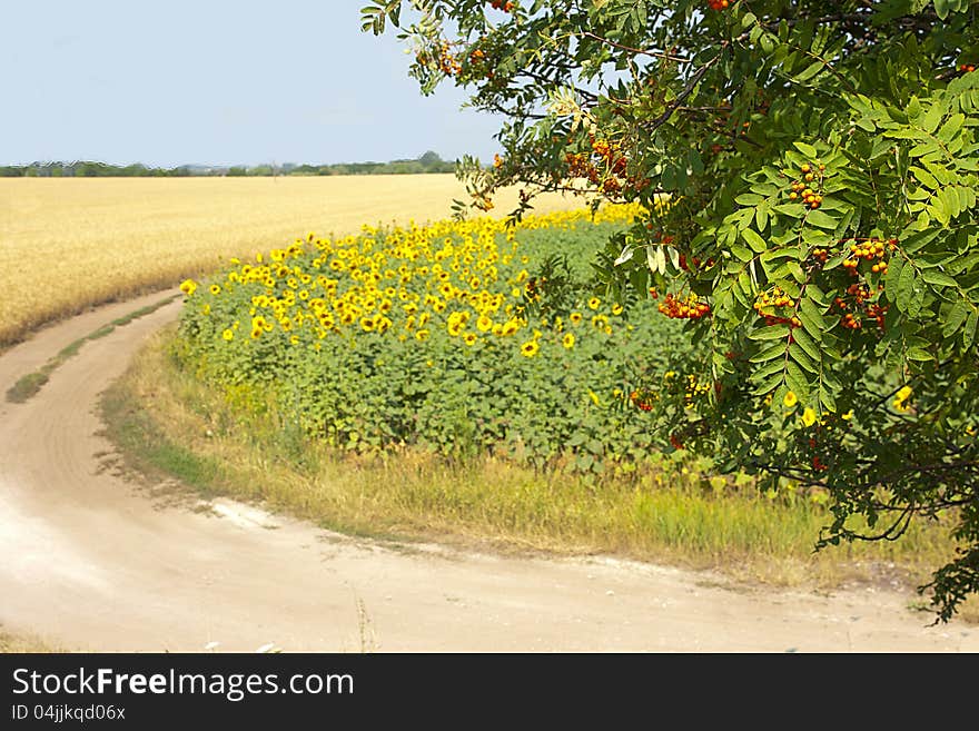 Rural Landscape