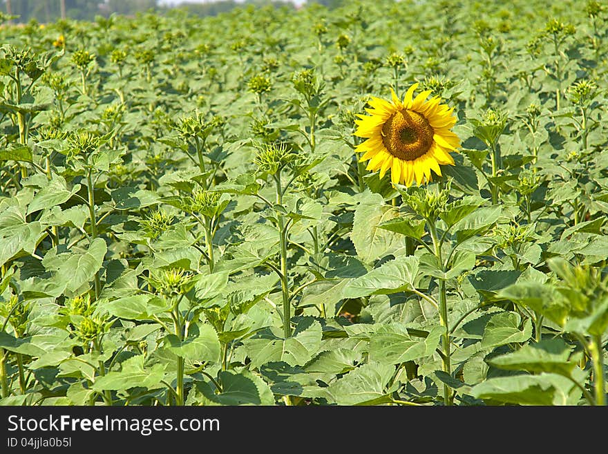 Field of not dismissed sunflowers with one dismissed. Field of not dismissed sunflowers with one dismissed