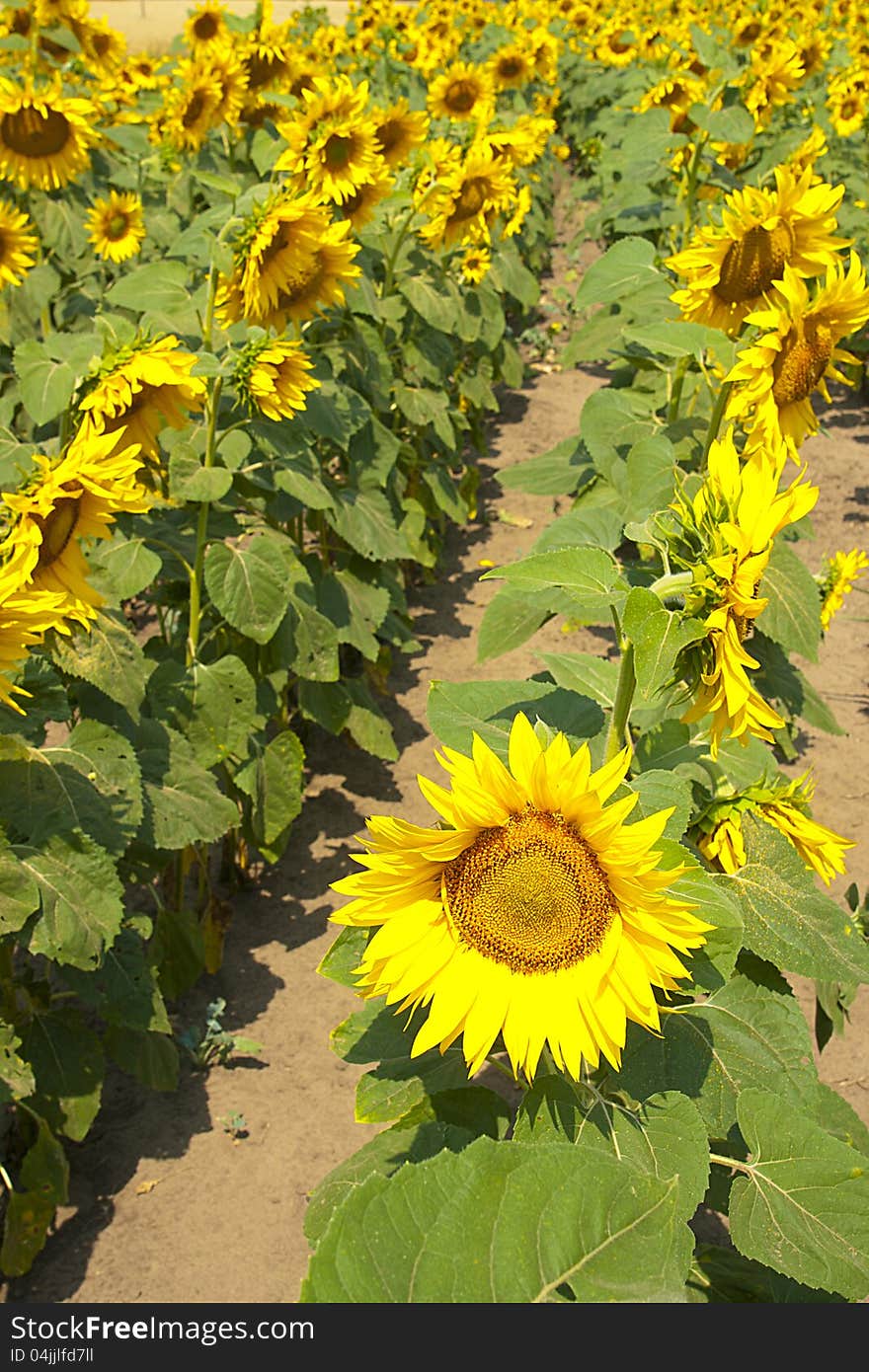 Field of sunflowers planted numbers. Field of sunflowers planted numbers