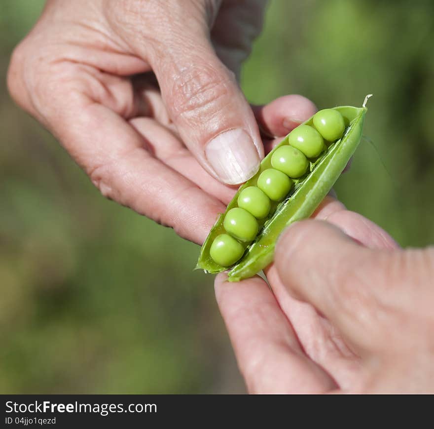 Woman Hand Hold Cracked Pea