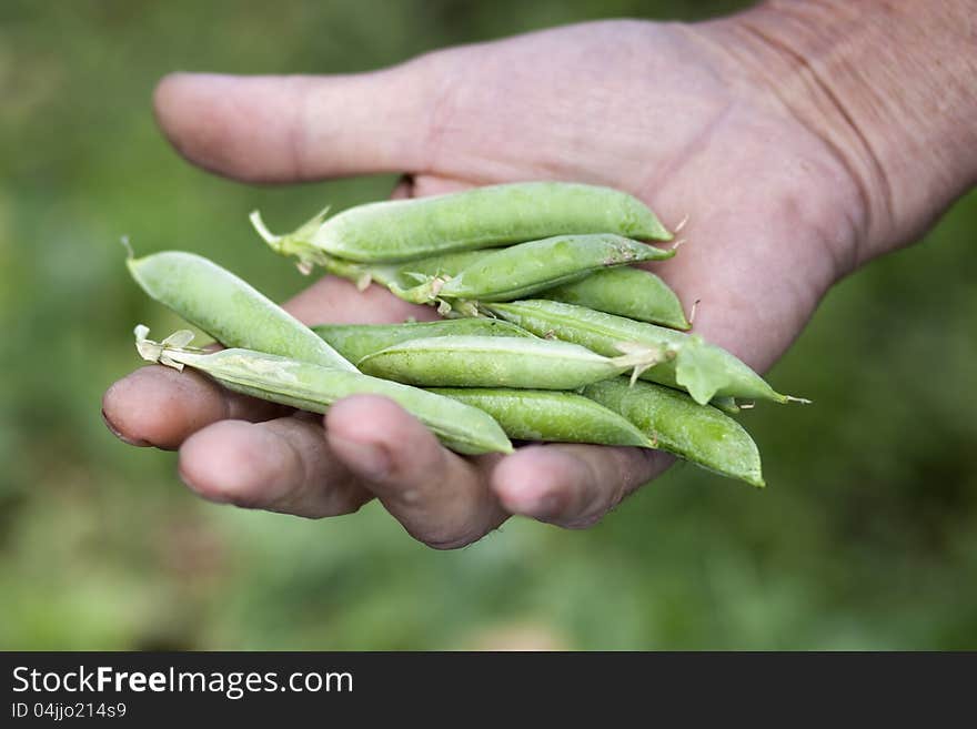 Woman Hand Holding peas