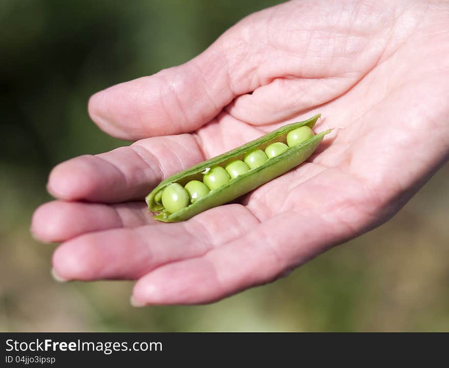 Woman Hand Holding peas