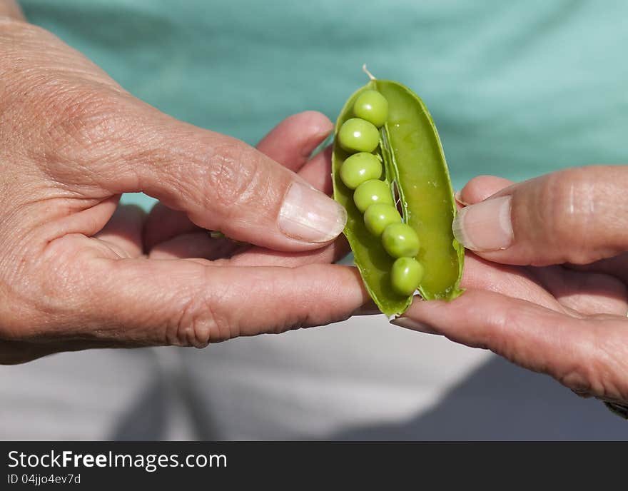 Woman Hand Holding peas