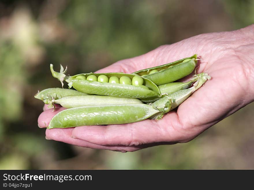 Woman Hand Holding peas