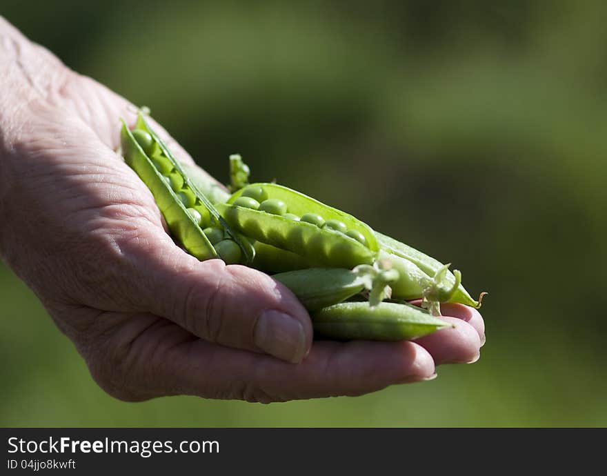 Woman Hand Holding peas