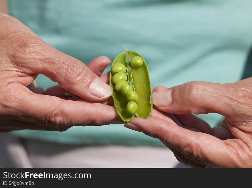 Woman Hand Holding peas