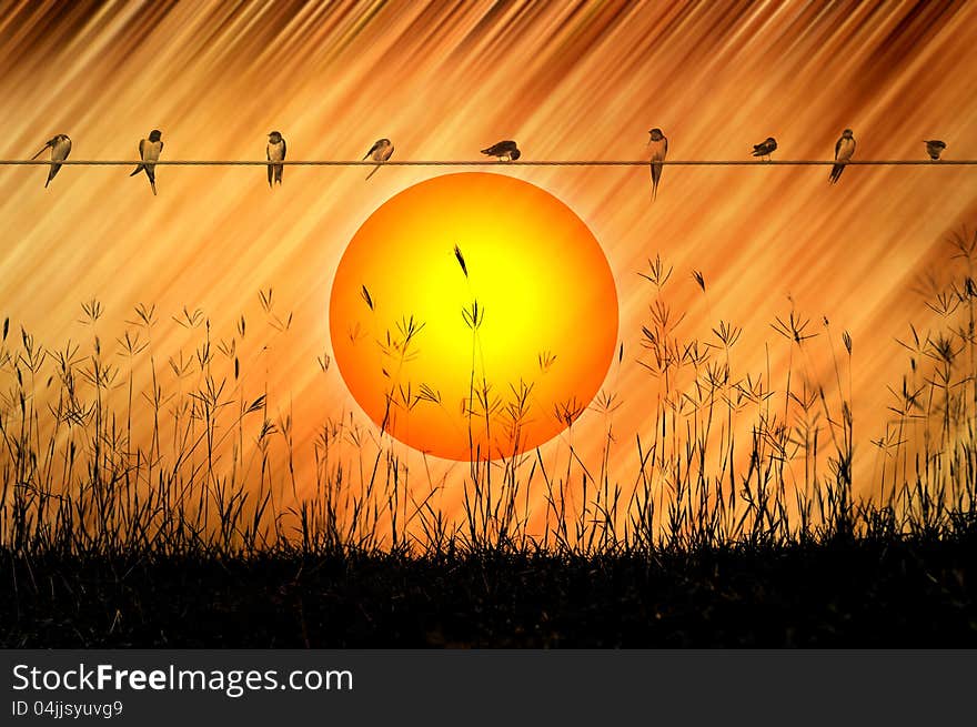 Sunset Background With Grasses And Swallows