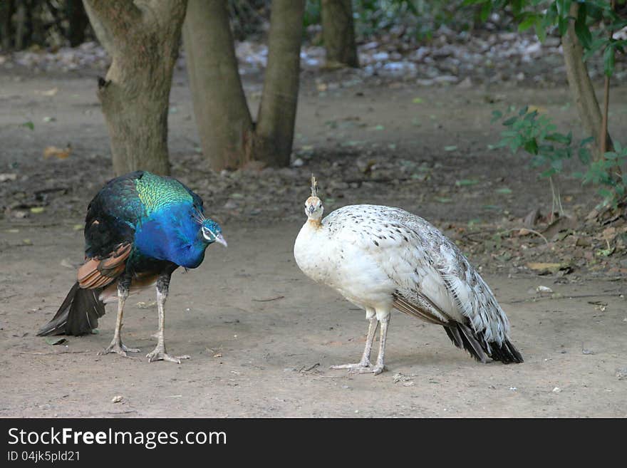 Peafowls in tropical forest of Thailand. Peafowls in tropical forest of Thailand