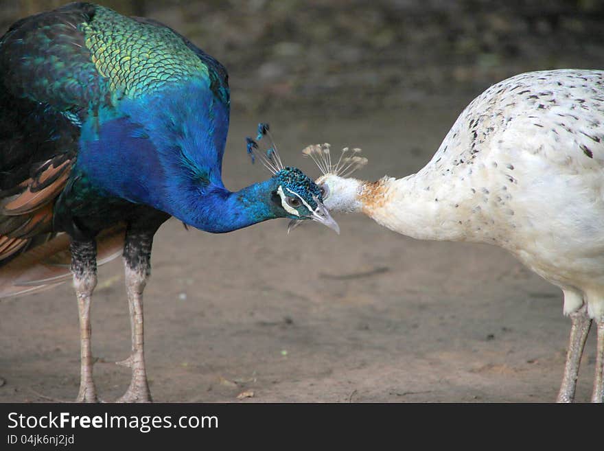 Peafowls in tropical forest of Thailand. Peafowls in tropical forest of Thailand