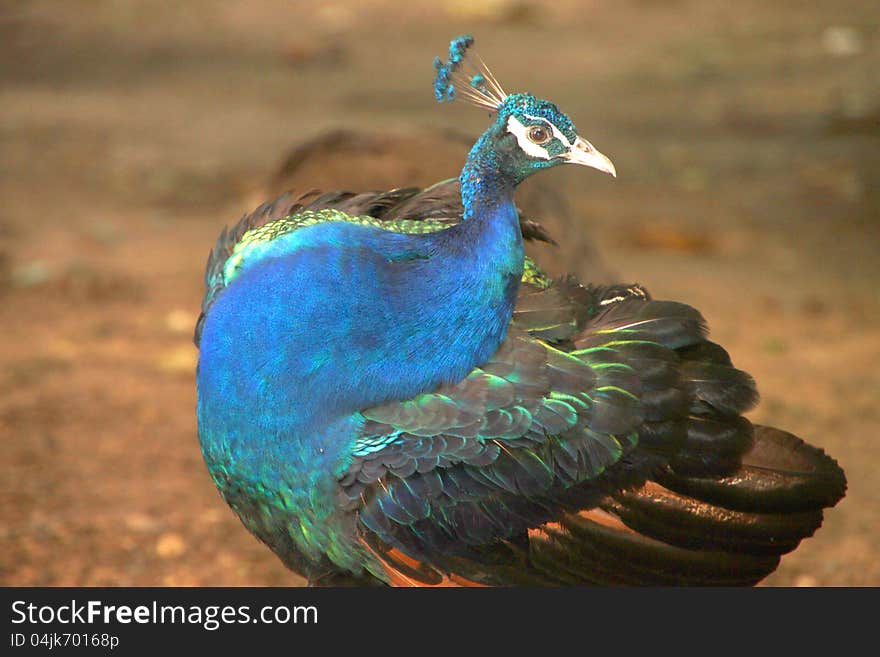 A peafowl in tropical forest of Thailand. A peafowl in tropical forest of Thailand