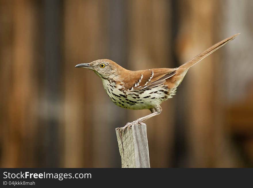 Adult Thrush Bird sitting on a wooden stake.