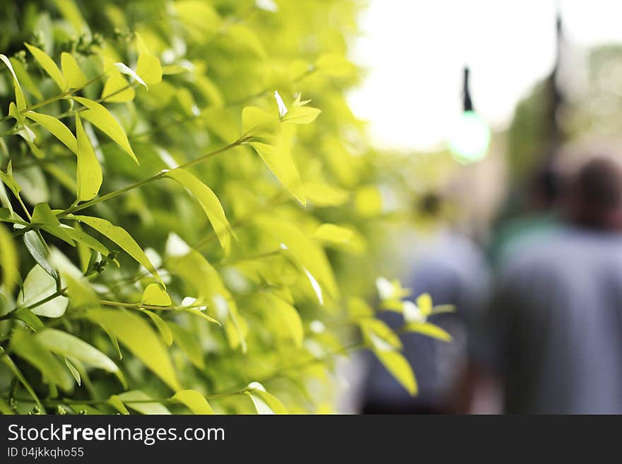 People walking past green plant leaves