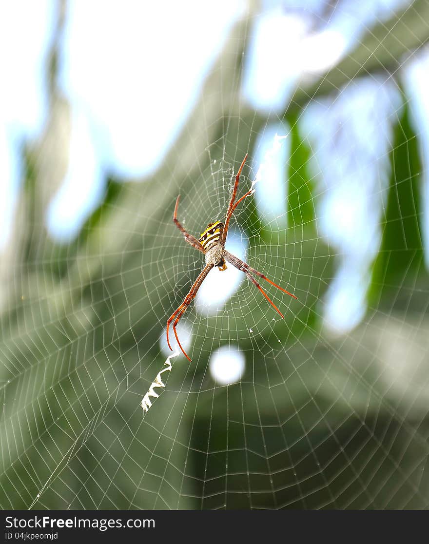 Close up of a golden orb spider on web