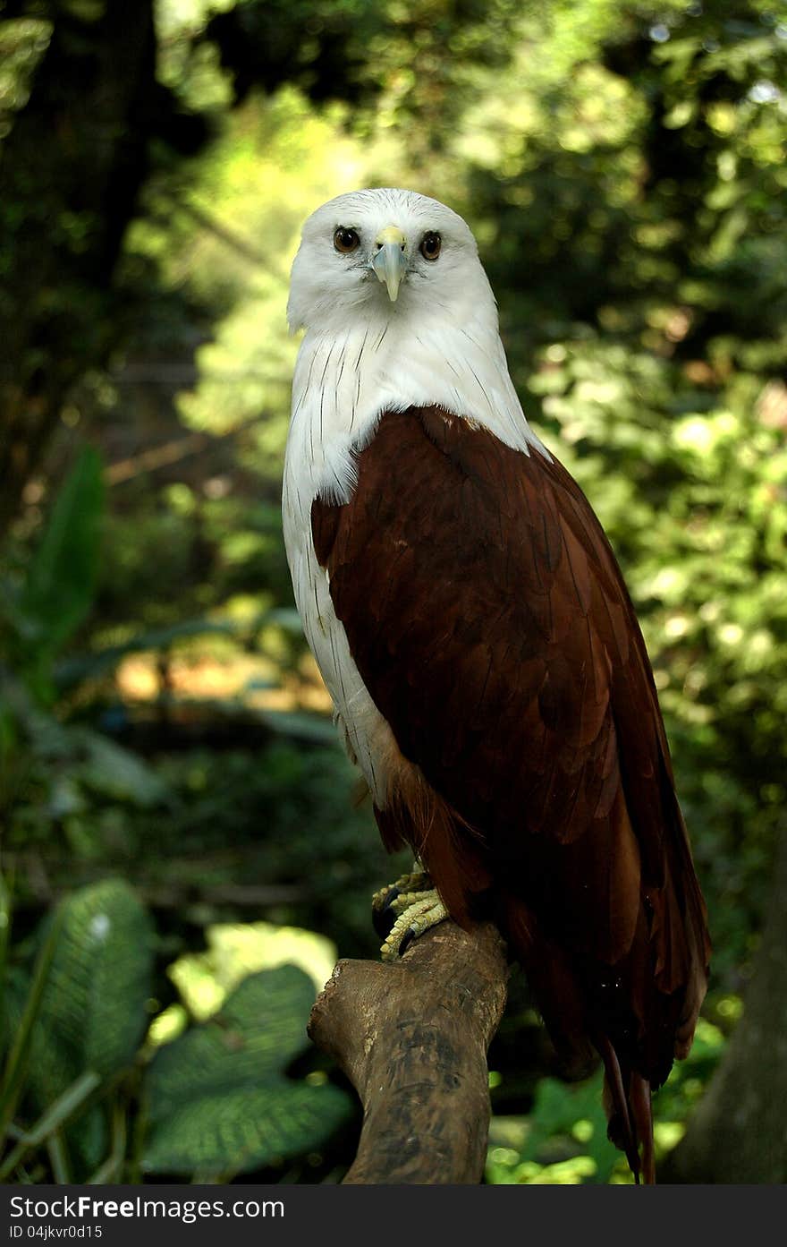 Indonesian bald eagle