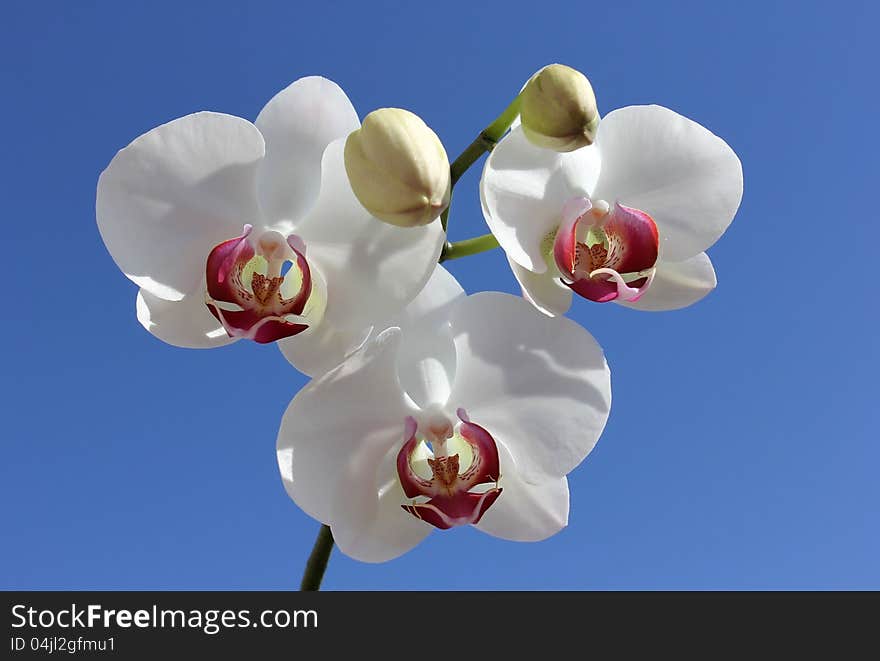 Beautiful white orchid closeup against blue sky