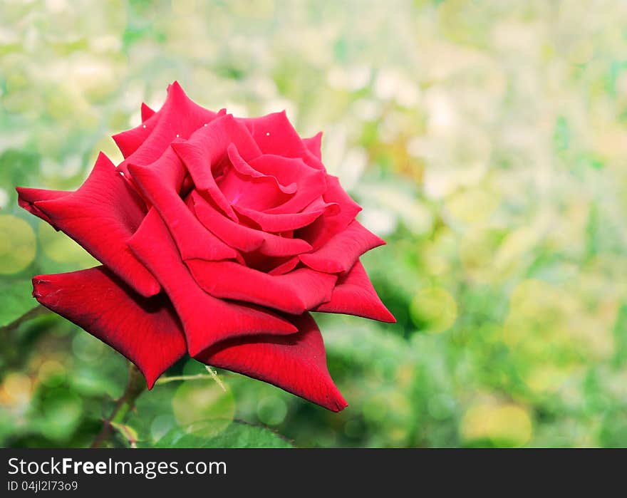 A bright red rose on an unusual green background