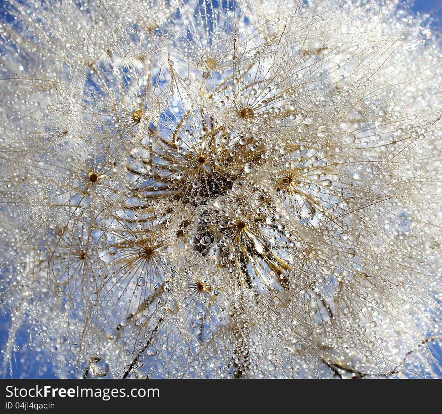 Dandelion in the drops of water on a bright blue sky background. Dandelion in the drops of water on a bright blue sky background