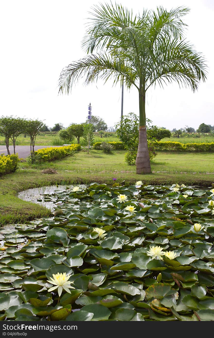 Yellow water lily pond with palm trees.